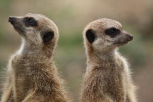 disagreeing animals