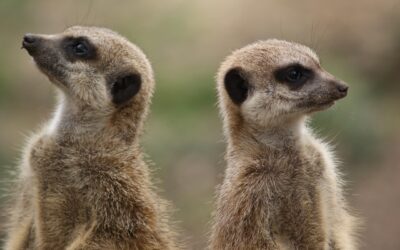 How to hire your marketing leader when everyone on the ELT has a different opinion